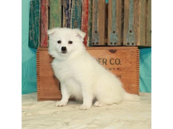 American Eskimo Dog-DOG-Female-White-24829-Petland Lake St. Louis & Fenton, MO
