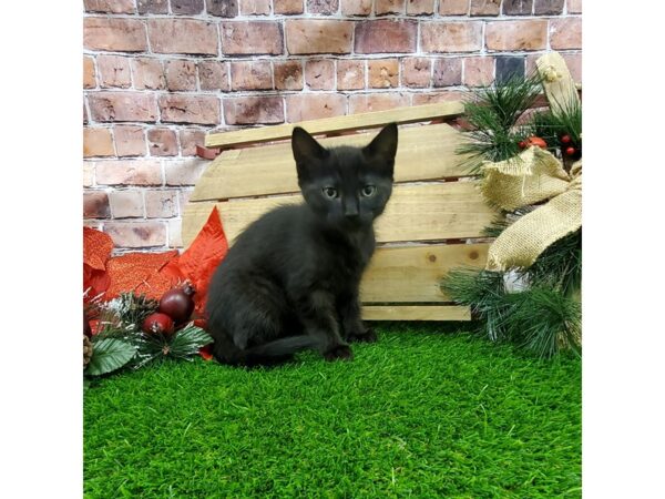Adopt A Pet Kitten CAT Male Black 24835 Petland Lake St. Louis & Fenton, MO