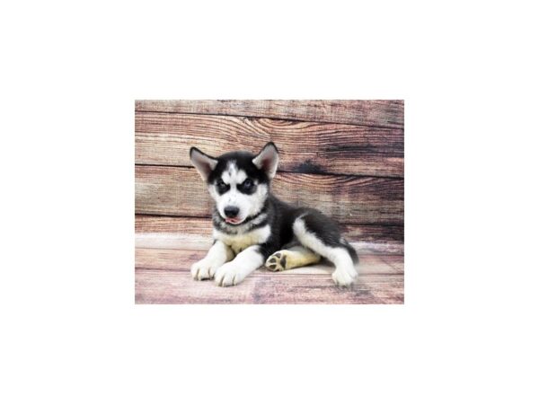 Siberian Husky-DOG-Male-Black and White-24841-Petland Lake St. Louis & Fenton, MO