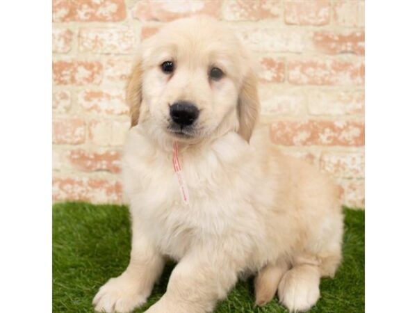 Golden Retriever-DOG-Male-Light Golden-24856-Petland Lake St. Louis & Fenton, MO