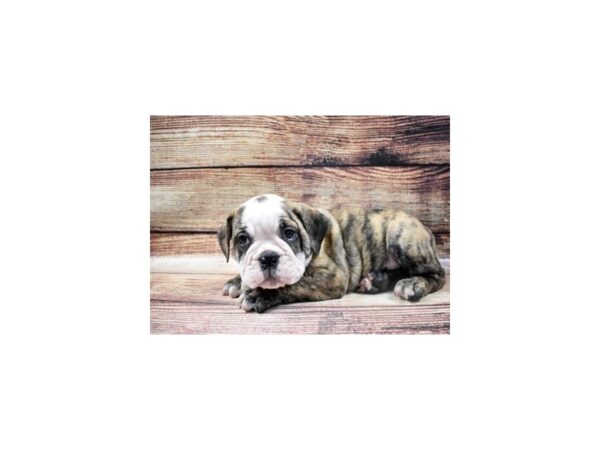 English Bulldog-DOG-Male-Fawn Brindle and White-24863-Petland Lake St. Louis & Fenton, MO