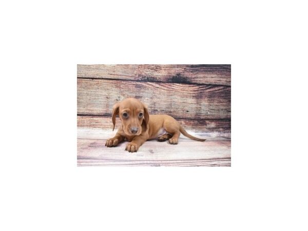 Dachshund-DOG-Male-Red-24865-Petland Lake St. Louis & Fenton, MO