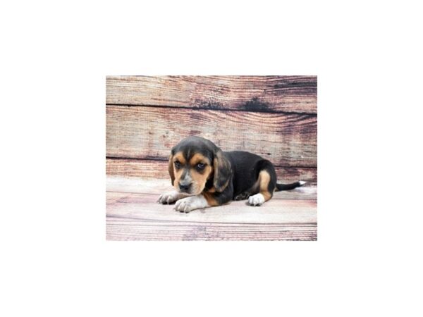 Beagle-DOG-Female-Black Tan and White-24862-Petland Lake St. Louis & Fenton, MO