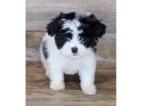 Teddy Bear-DOG-Male-Black / White-24870-Petland Lake St. Louis & Fenton, MO