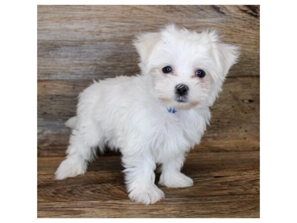 Maltese-DOG-Female-White-24868-Petland Lake St. Louis & Fenton, MO