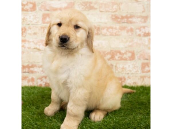 Golden Retriever-DOG-Female-Golden-24876-Petland Lake St. Louis & Fenton, MO