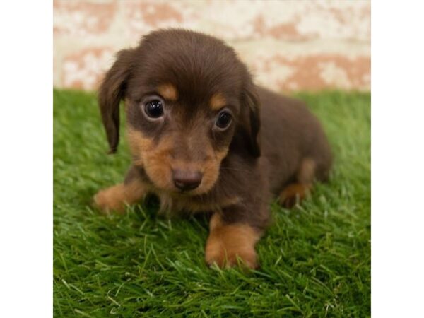 Dachshund-DOG-Female-Chocolate / Tan-24889-Petland Lake St. Louis & Fenton, MO