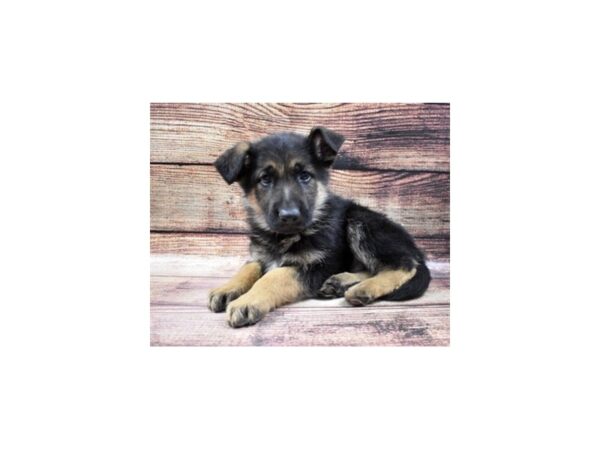 German Shepherd-DOG-Male-Black and Tan-24898-Petland Lake St. Louis & Fenton, MO