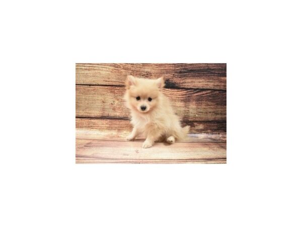 Pomeranian-DOG-Male-Cream-24899-Petland Lake St. Louis & Fenton, MO