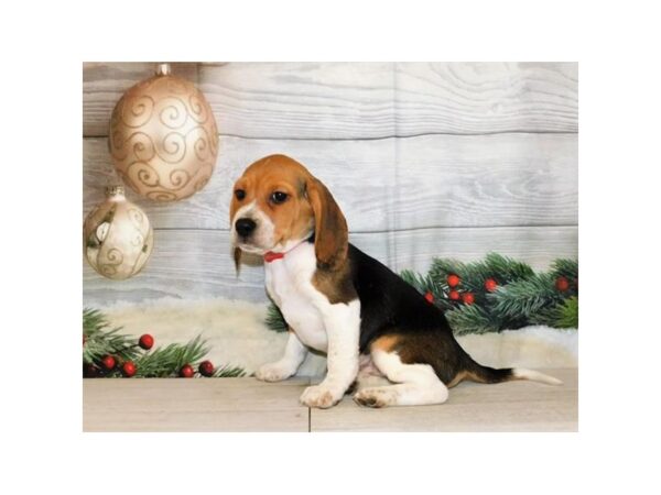 Beagle-DOG-Male-Tri-Colored-24915-Petland Lake St. Louis & Fenton, MO