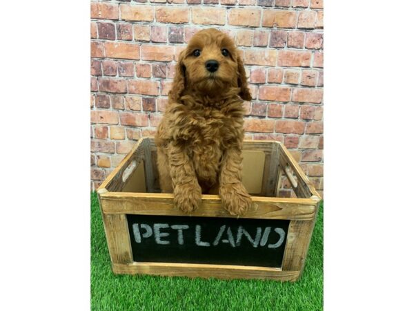 Miniature Goldendoodle-DOG-Female-Red-24934-Petland Lake St. Louis & Fenton, MO