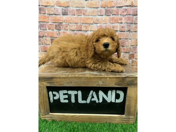 Miniature Goldendoodle-DOG-Male-Red-24935-Petland Lake St. Louis & Fenton, MO