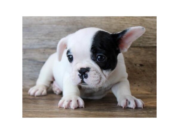 French Bulldog-DOG-Male-White & Black-24946-Petland Lake St. Louis & Fenton, MO