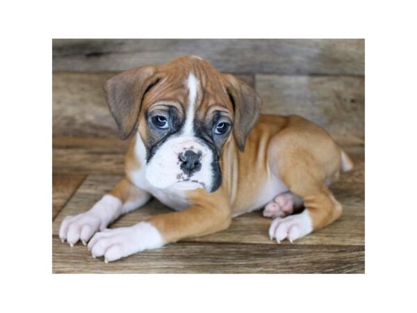 Boxer-DOG-Female-Fawn / White-24944-Petland Lake St. Louis & Fenton, MO