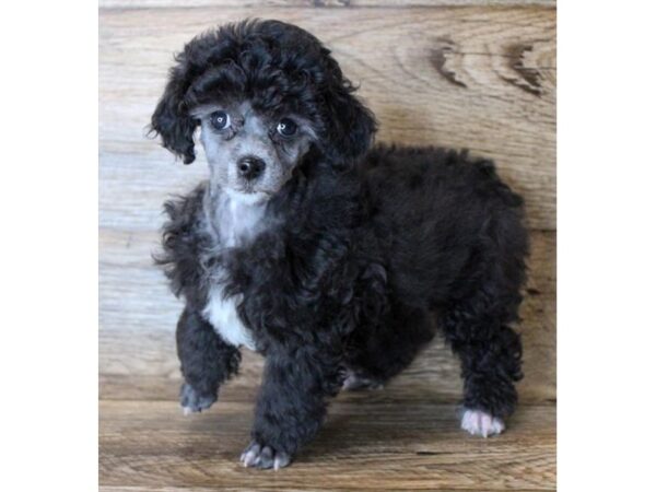 Poodle-DOG-Female-Black-24948-Petland Lake St. Louis & Fenton, MO