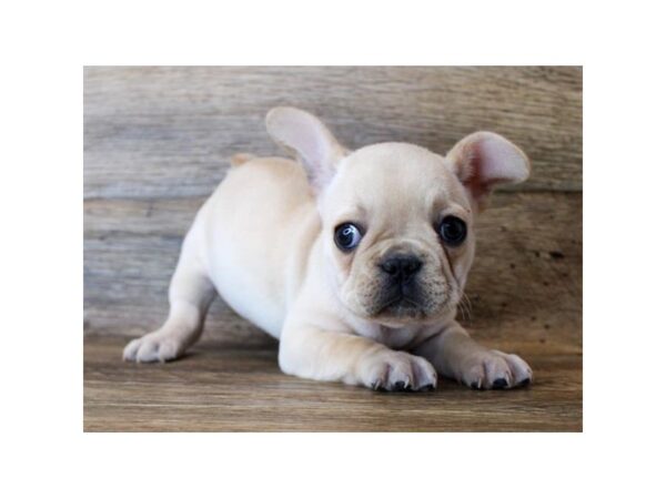 French Bulldog-DOG-Female-Cream-24947-Petland Lake St. Louis & Fenton, MO