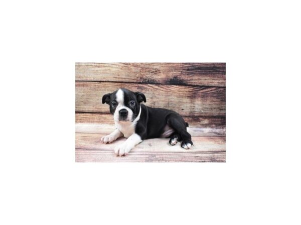 Boston Terrier-DOG-Male-Black and White-24952-Petland Lake St. Louis & Fenton, MO