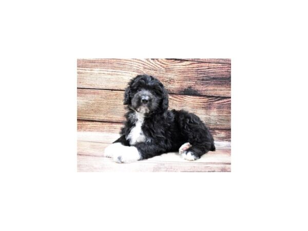 Aussiedoodle-DOG-Female-Black and White-24961-Petland Lake St. Louis & Fenton, MO