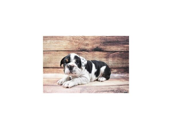 English Bulldog-DOG-Male-Black Red and White-24953-Petland Lake St. Louis & Fenton, MO