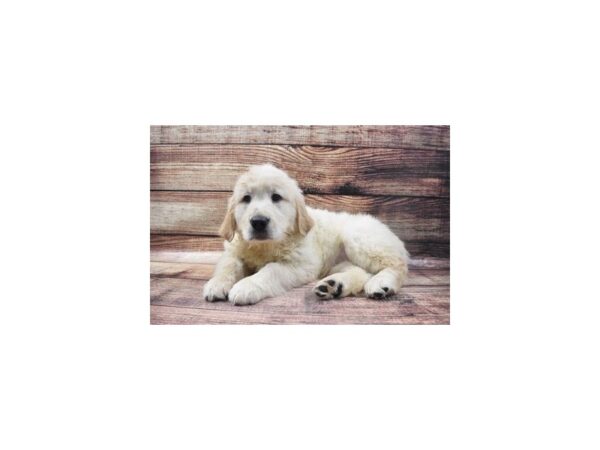 Golden Retriever-DOG-Female-Light Golden-24954-Petland Lake St. Louis & Fenton, MO