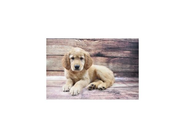 Golden Retriever-DOG-Female-Golden-24955-Petland Lake St. Louis & Fenton, MO