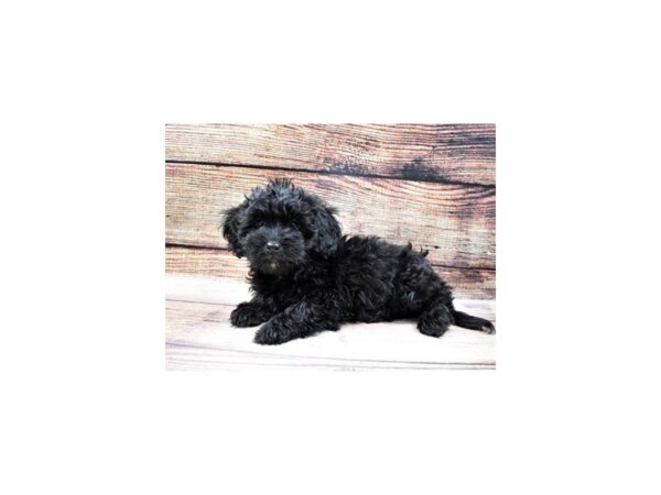 Shih Poo-DOG-Female-Black-24963-Petland Lake St. Louis & Fenton, MO