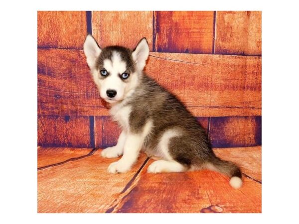 Siberian Husky-DOG-Male-Black / White-24979-Petland Lake St. Louis & Fenton, MO