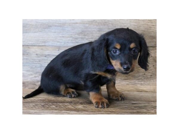 Dachshund DOG Female Black / Tan 24983 Petland Lake St. Louis & Fenton, MO