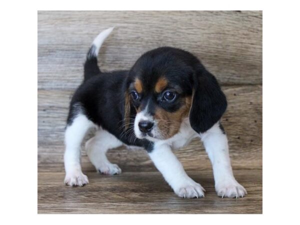 Beagle-DOG-Female-Black Tan / White-24982-Petland Lake St. Louis & Fenton, MO