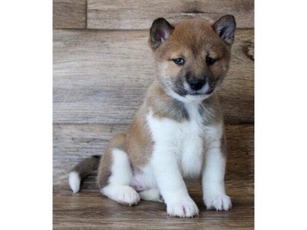 Shiba Inu-DOG-Female-Red Sesame-24986-Petland Lake St. Louis & Fenton, MO