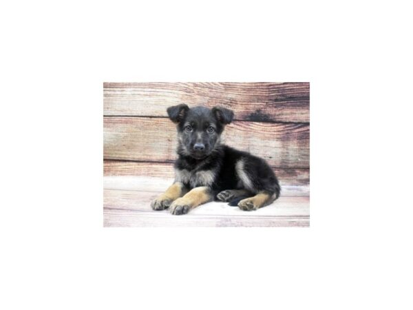 German Shepherd-DOG-Female-Black and Tan-24993-Petland Lake St. Louis & Fenton, MO