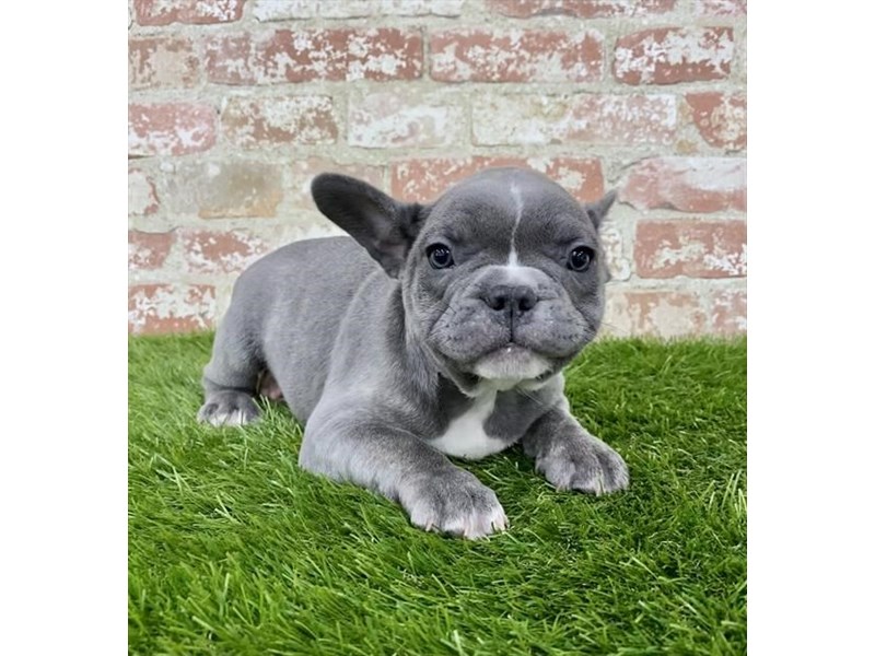 French Bulldog Puppy Blue Brindle ID:25000 Located at