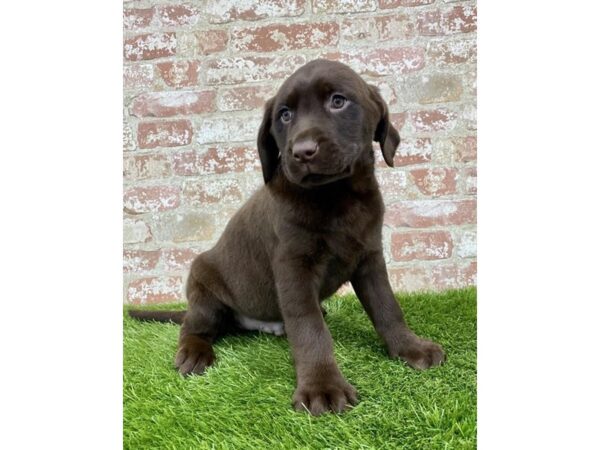 Labrador Retriever-DOG-Male-Chocolate-25004-Petland Lake St. Louis & Fenton, MO