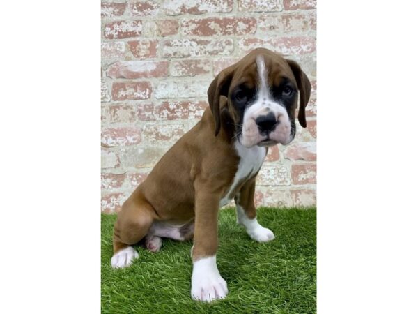 Boxer-DOG-Male-Fawn-24998-Petland Lake St. Louis & Fenton, MO