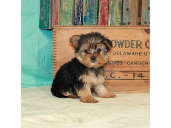 Yorkshire Terrier-DOG-Female-Black / Tan-25011-Petland Lake St. Louis & Fenton, MO