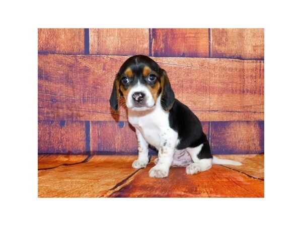 Beagle-DOG-Male-Black White / Tan-25010-Petland Lake St. Louis & Fenton, MO