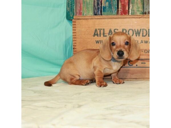 Dachshund-DOG-Male-Red-25014-Petland Lake St. Louis & Fenton, MO