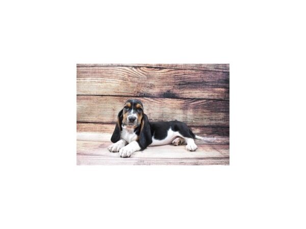 Basset Hound-DOG-Female-Black Brown and White-25015-Petland Lake St. Louis & Fenton, MO