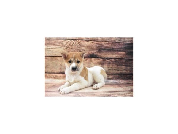 Shiba Inu-DOG-Male-Red and White-25021-Petland Lake St. Louis & Fenton, MO
