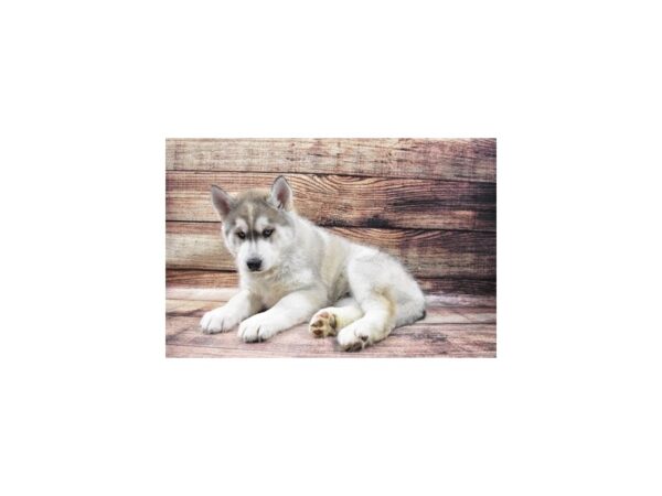 Siberian Husky-DOG-Male-Silver and White-25022-Petland Lake St. Louis & Fenton, MO