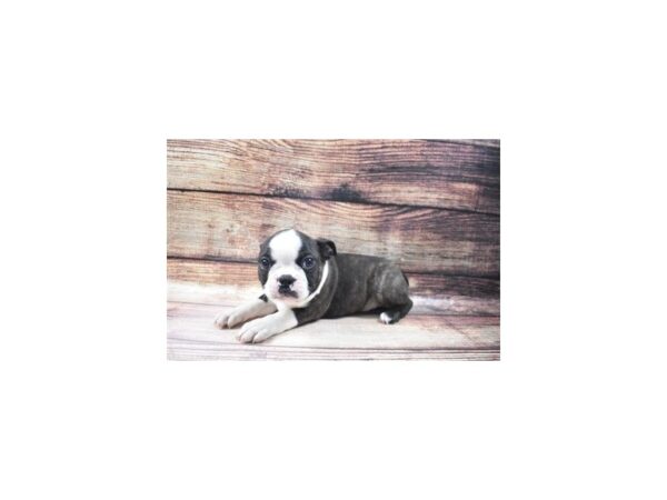 Boston Terrier-DOG-Male-Brindle and White-25016-Petland Lake St. Louis & Fenton, MO