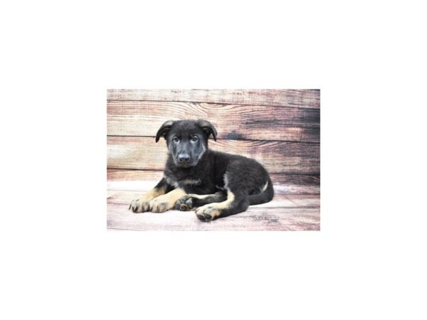 German Shepherd-DOG-Male-Black and Tan-25019-Petland Lake St. Louis & Fenton, MO