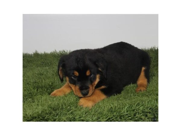 Rottweiler-DOG-Male-Black / Rust-25025-Petland Lake St. Louis & Fenton, MO