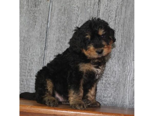Bernedoodle-DOG-Male-Black Rust / White-25028-Petland Lake St. Louis & Fenton, MO