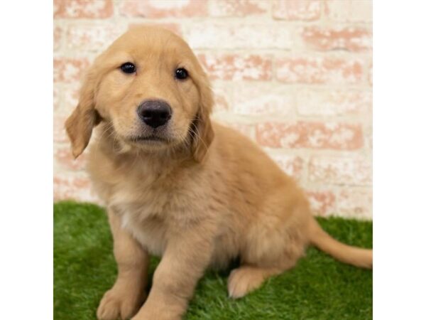 Golden Retriever-DOG-Female-Dark Golden-25034-Petland Lake St. Louis & Fenton, MO