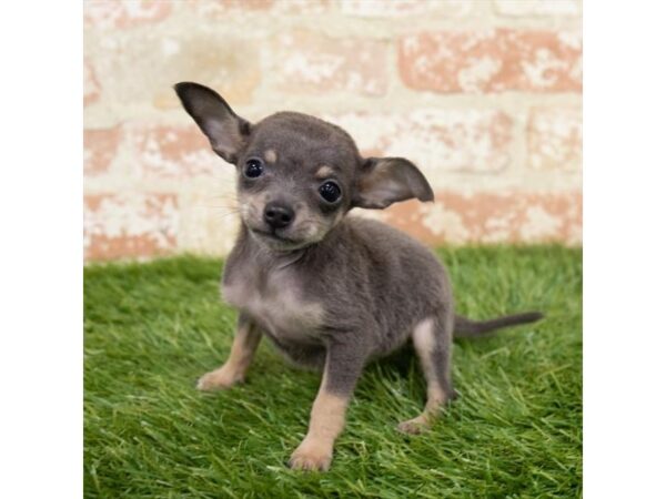 Chihuahua-DOG-Female-Black / Tan-25037-Petland Lake St. Louis & Fenton, MO