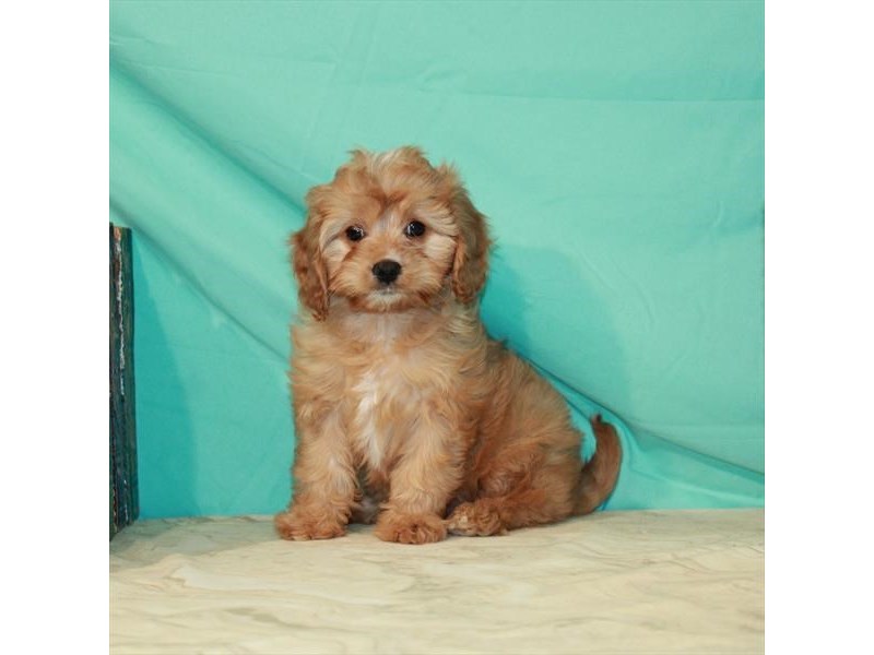 Cavapoo Puppy Ruby ID:25049 Located at Petland Lake St. Louis & Fenton, MO