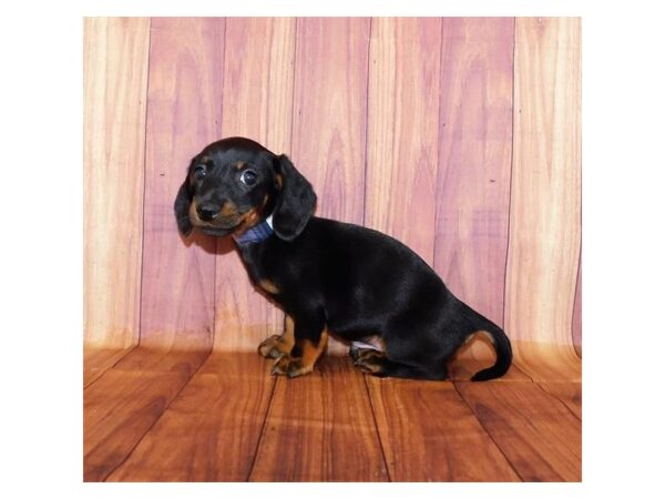 Dachshund-DOG-Male-Black / Tan-25046-Petland Lake St. Louis & Fenton, MO