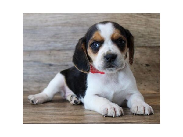 Beagle-DOG-Female-Black Tan / White-25050-Petland Lake St. Louis & Fenton, MO
