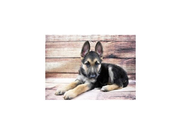 German Shepherd-DOG-Male-Black and Tan-25053-Petland Lake St. Louis & Fenton, MO